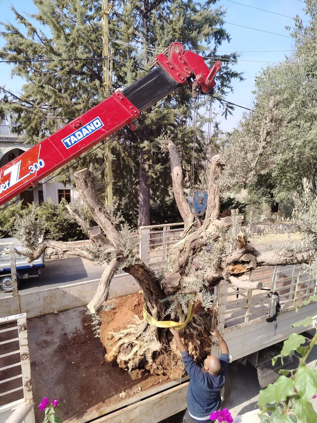 Old olive tree with its root ball being lifted off a truck by crane