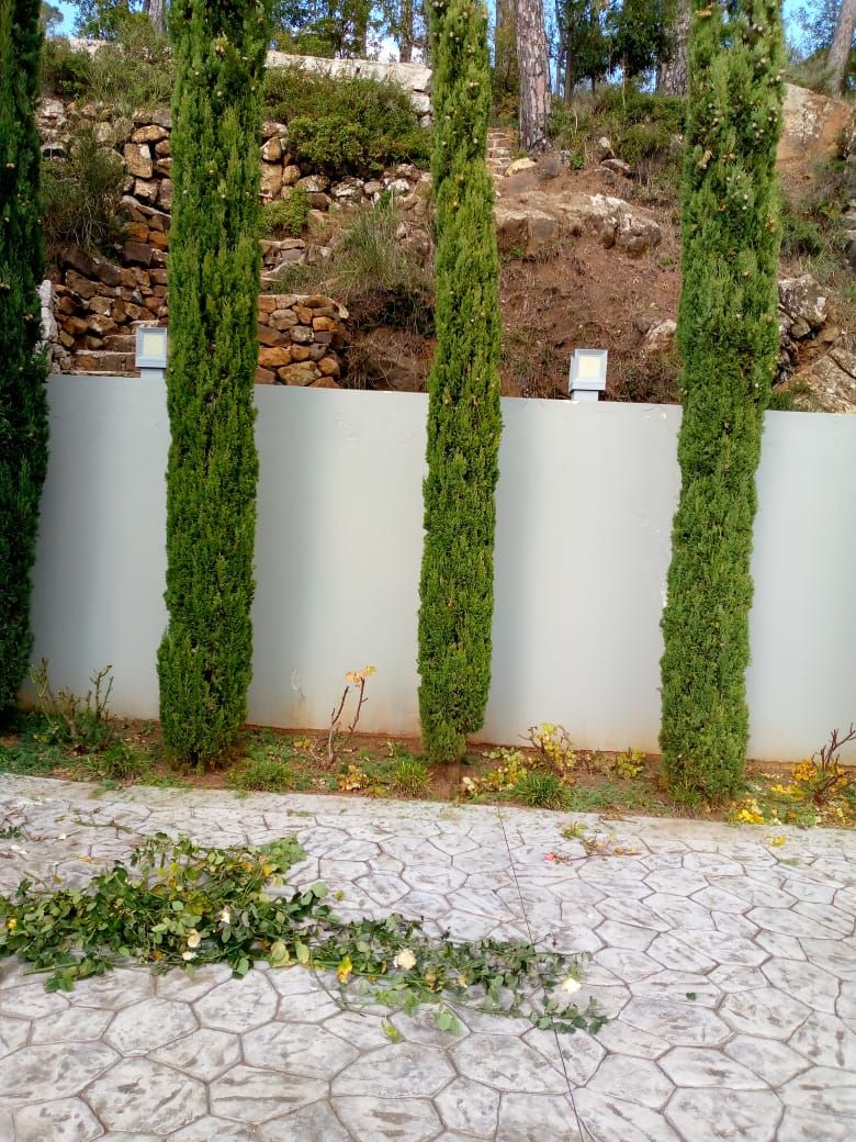 Trimmed cypress trees against a white wall