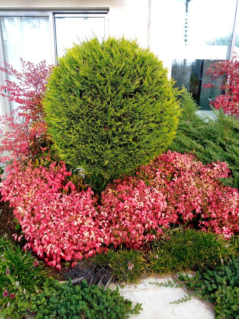 Round conifer with red nandina in the flower bed
