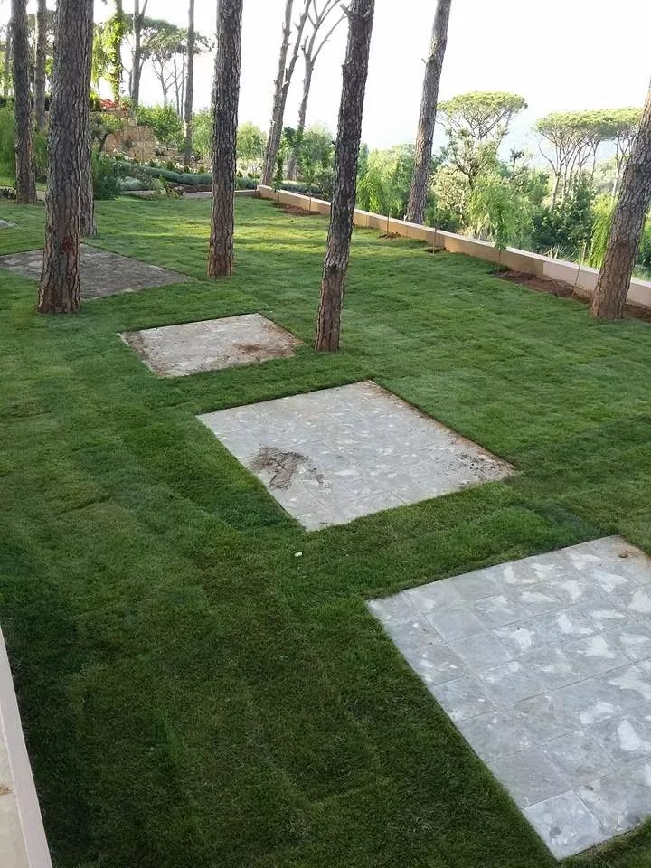 After: finished lawn with stepping stones among the pines