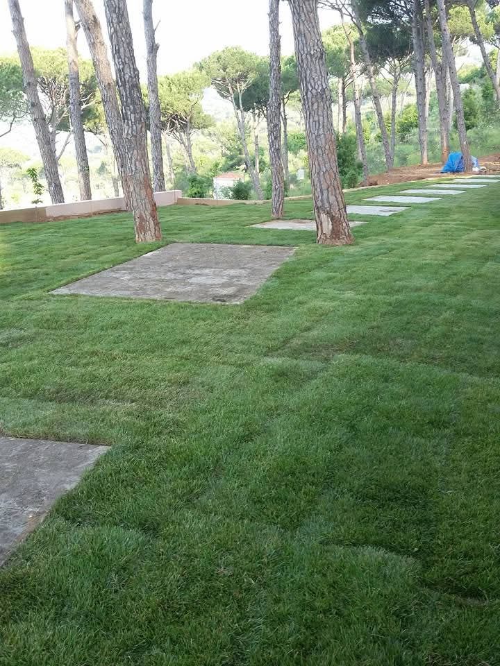 Lawn between pine trunks, with a view over the valley