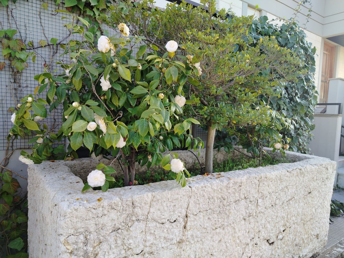 Stone planter with citrus and camellia