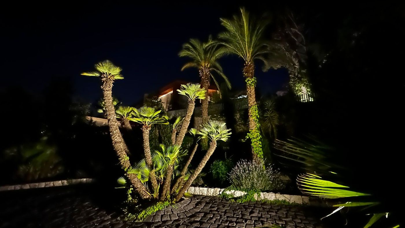 Lit garden with palms, cedar and lavender