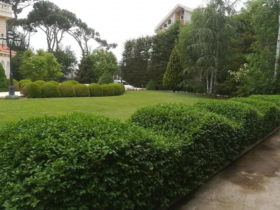 Clipped hedge and round boxwood along the lawn