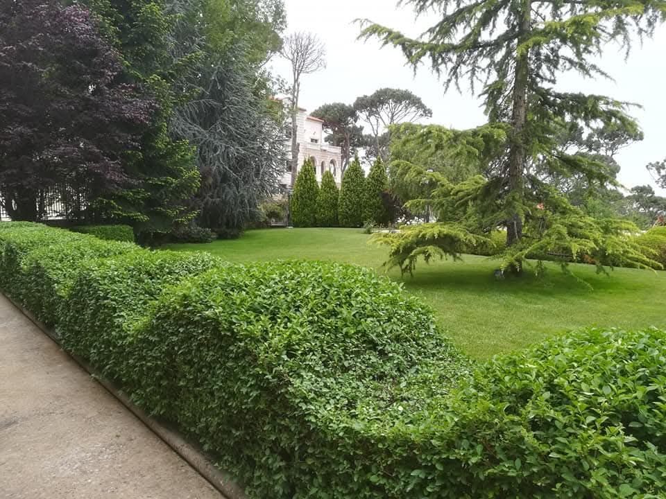 Hedge, lawn and cedar in front of the villa
